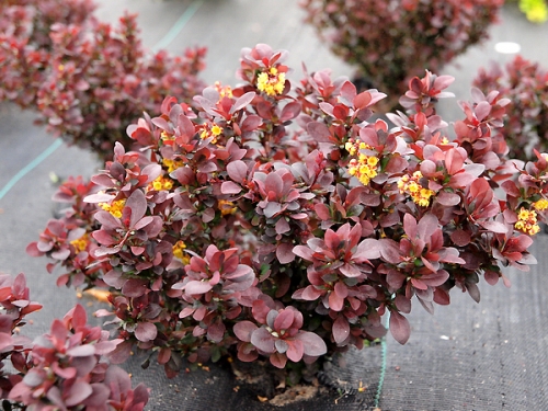 Berberis thunbergii 'Concorde' 